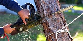 Trusted Wabasso, FL Tree Services Experts