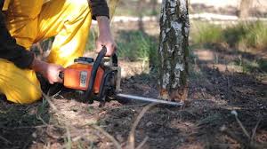 Best Seasonal Cleanup (Spring/Fall)  in Wabasso, FL