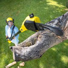Best Tree Preservation Services  in Wabasso, FL