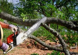 Best Pest Control for Lawns  in Wabasso, FL