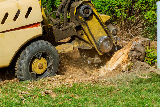 Best Tree Removal  in Wabasso, FL