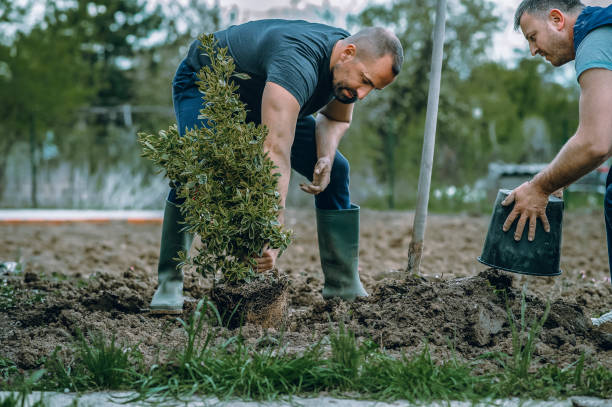 Best Landscape Design and Installation  in Wabasso, FL