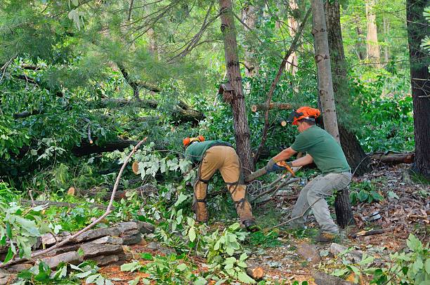 Best Arborist Consultation Services  in Wabasso, FL