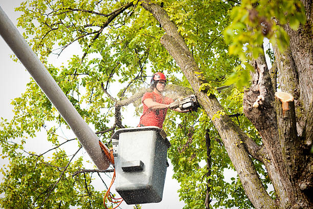 Best Fruit Tree Pruning  in Wabasso, FL